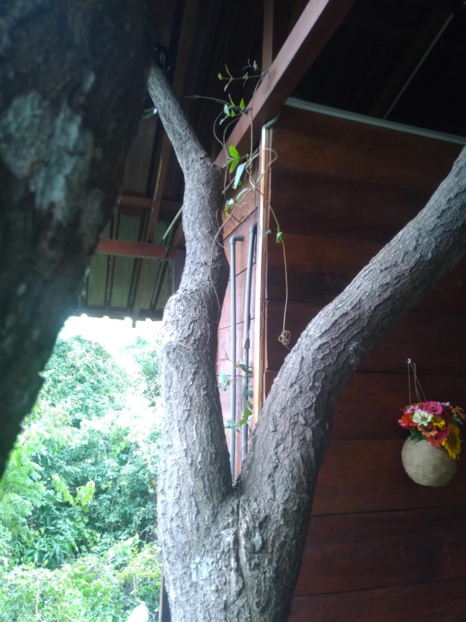 Dambulla Tree House Βίλα Εξωτερικό φωτογραφία