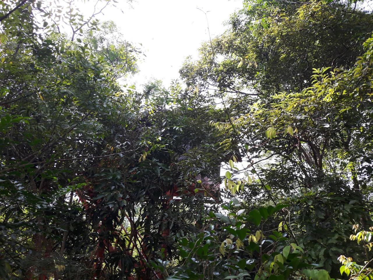 Dambulla Tree House Βίλα Εξωτερικό φωτογραφία